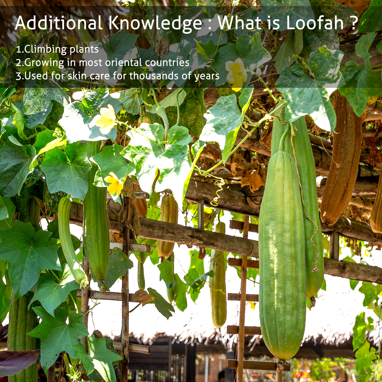 UCINNOVATE Natural Shower Loofah Eco-Friendly Egyptian Sponge 7 Packs, Exfoliating Loofah Sponge Face Pads Scrubber, Large Exfoliating Shower Loofa Body Scrubbers Buff Away Dead Skin for Smoother