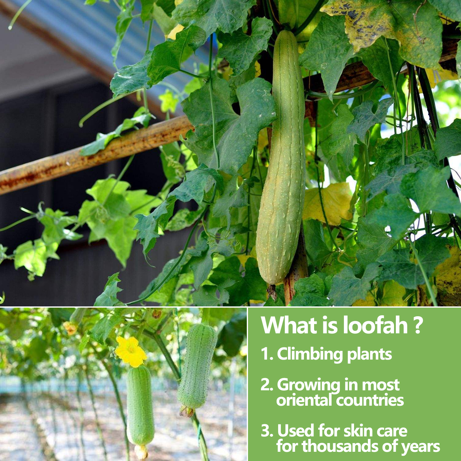 Natural Shower Loofah Eco-Friendly Sponge 4 Pcs, Exfoliating Shower Buff Away Dead Skin for Smoother