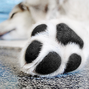 Clean paw