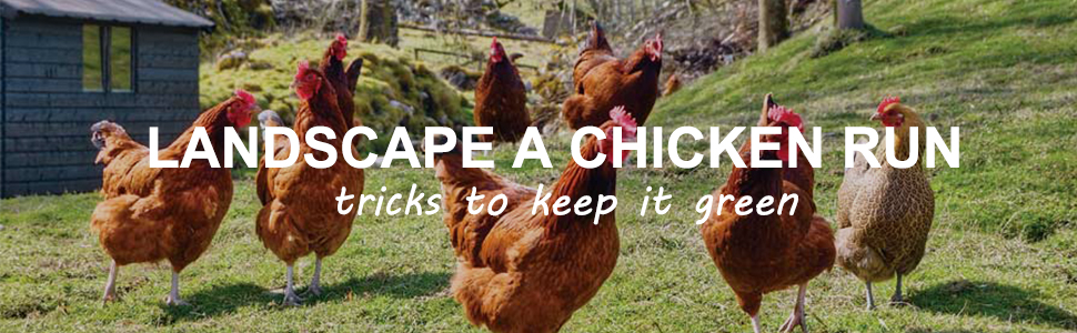 How to choose a Chicken Coop