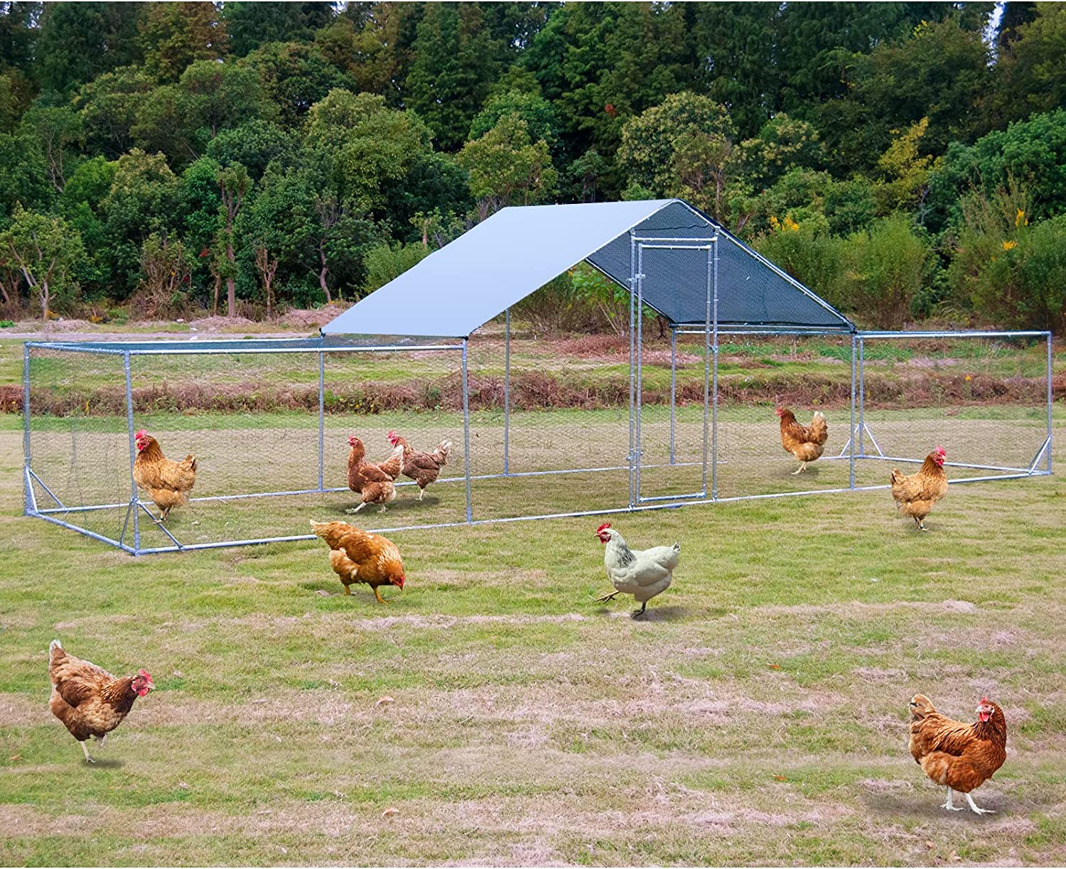 How to choose a Chicken Coop