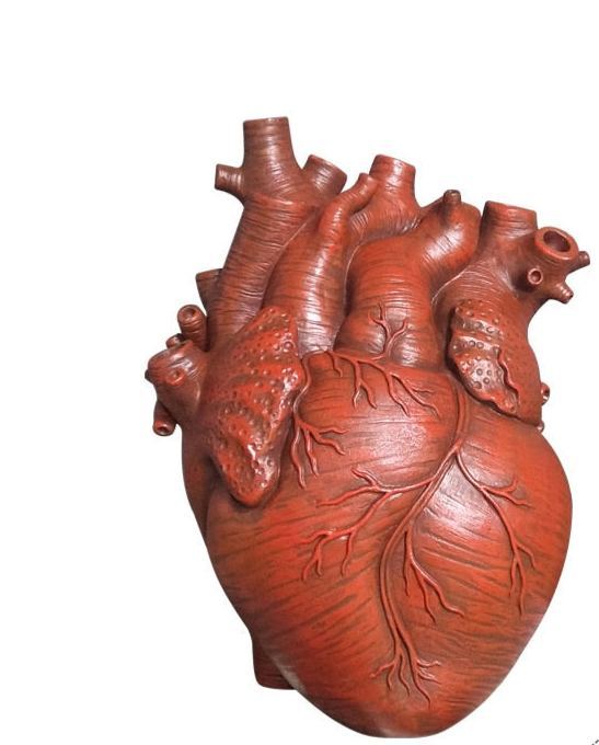 Anatomical Heart Vase