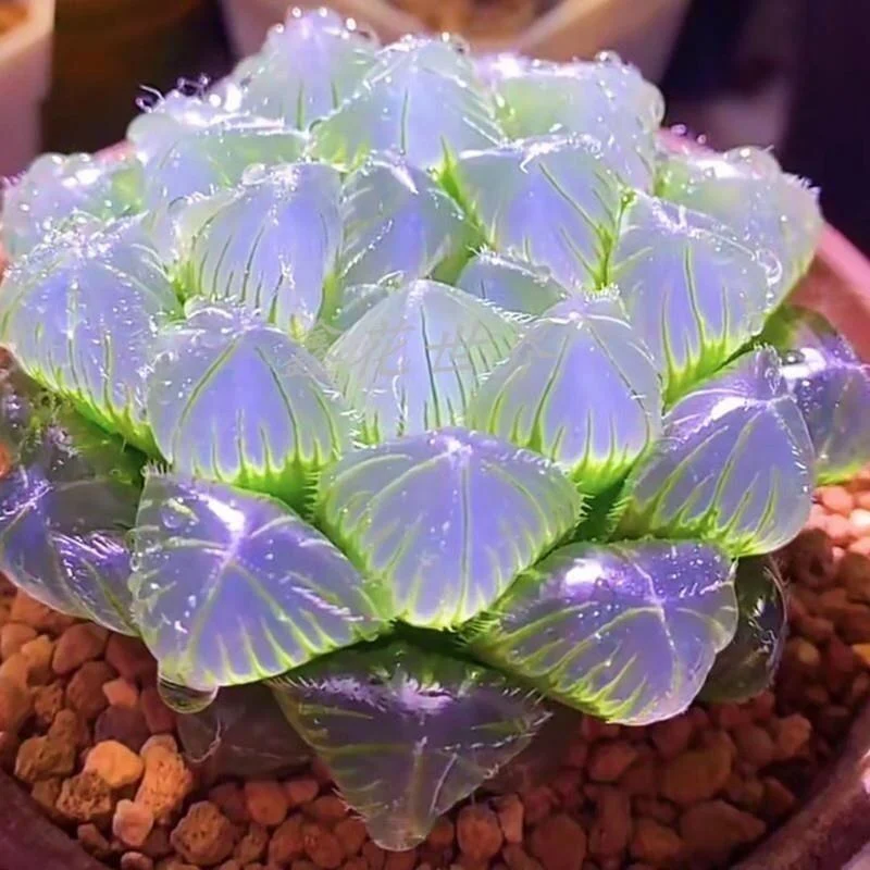 Advanced Rare Boutique Succulents Blue Mirror Jade Dew