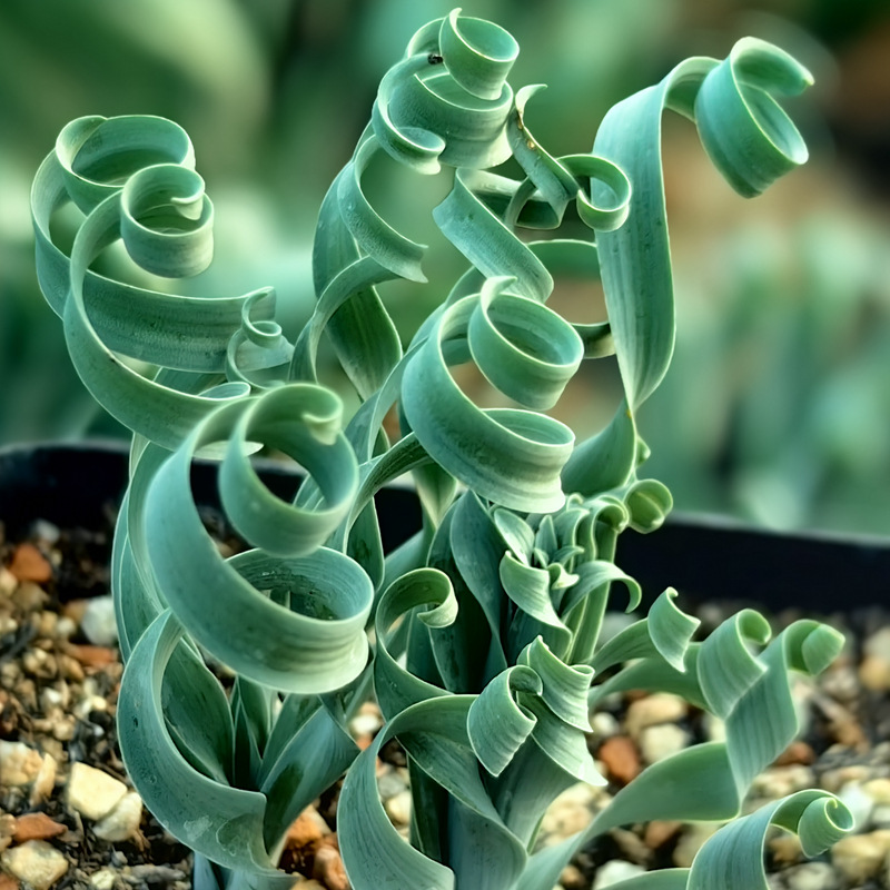 Spring Grass’ Rare Succulent Seed
