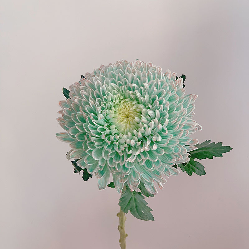 Rare Green Peony Aster