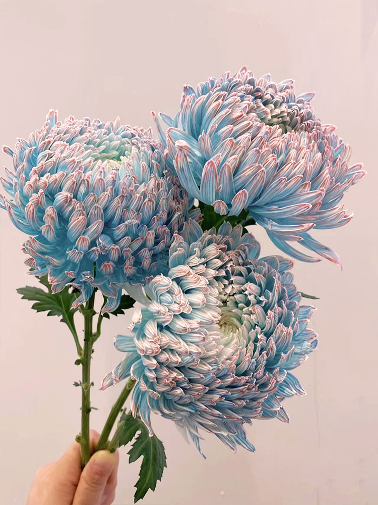 Rare Blue-and-White Porcelain Peony Chrysanthemum Seeds
