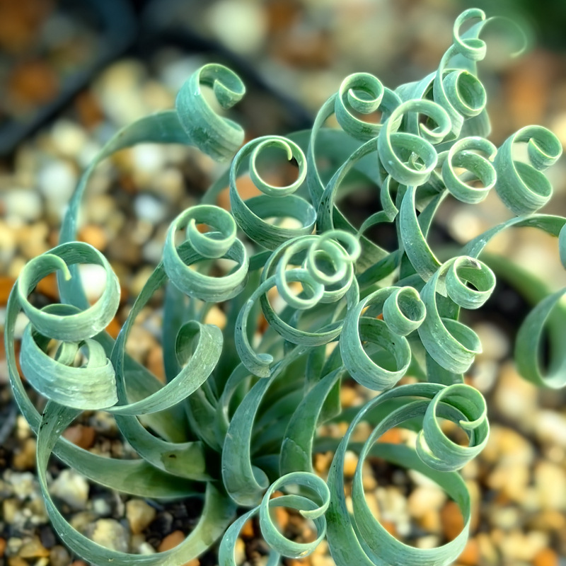 Spring Grass’ Rare Succulent Seed
