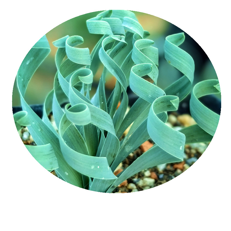 Spring Grass’ Rare Succulent Seed