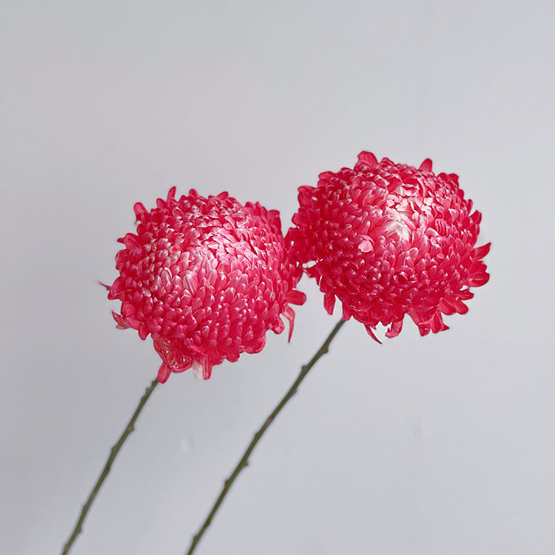 Rare Gradient Red Peony Chrysanthemum Seeds