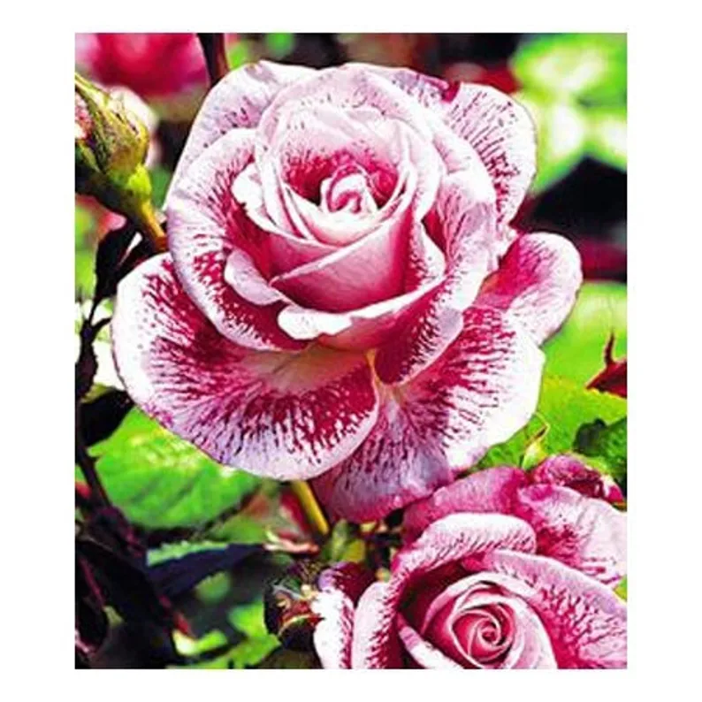 Red white roses meteor shower roses seeds