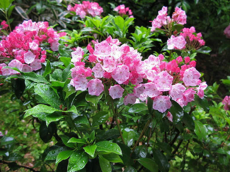 Mountain Laurel Seeds