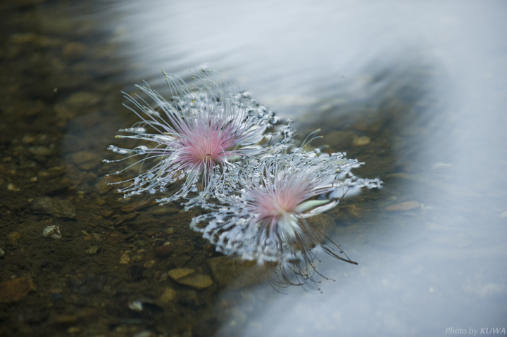 Barringtonia racemosa seeds
