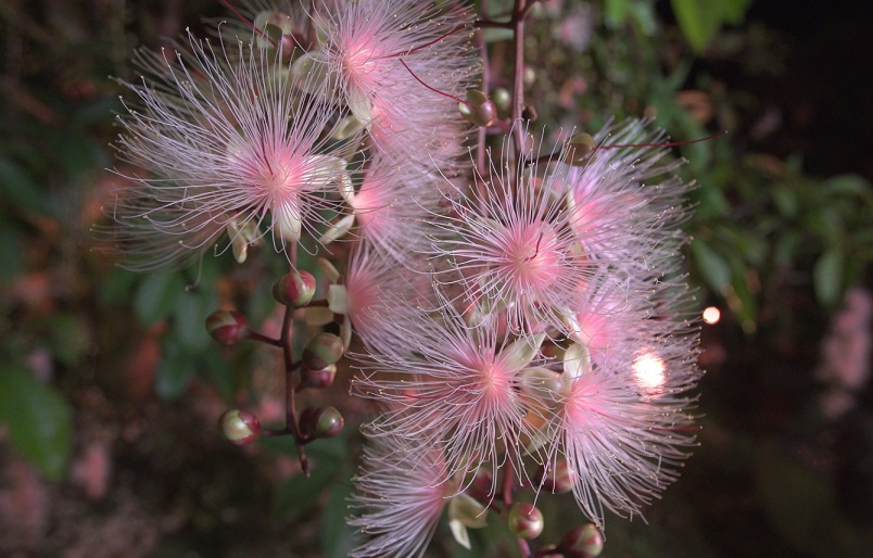 Barringtonia racemosa seeds