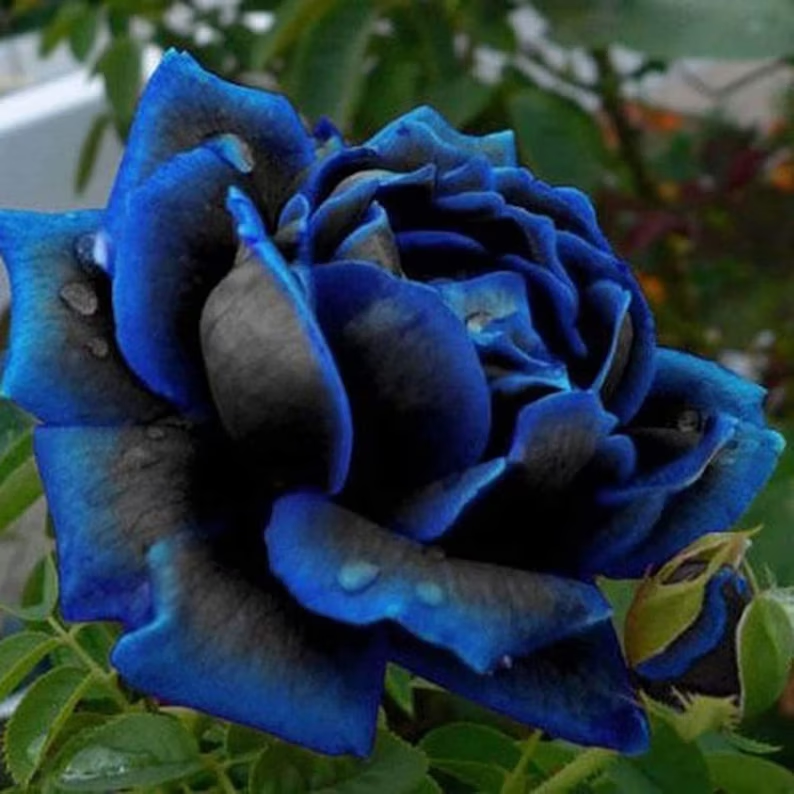 Rare Black Blue Rose- Seeds