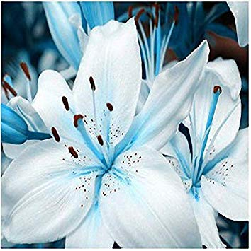 CYS 100Pcs/Pack Blue Lily Flower Seeds Pleasant Fragrance Garden