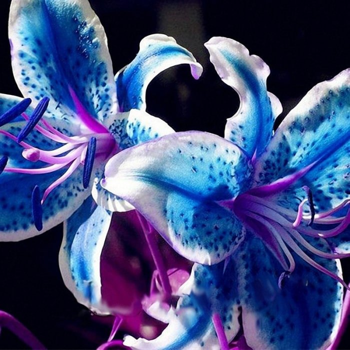 Blue Perfume Lily Seeds- Rare Color Flower Garden Plant
