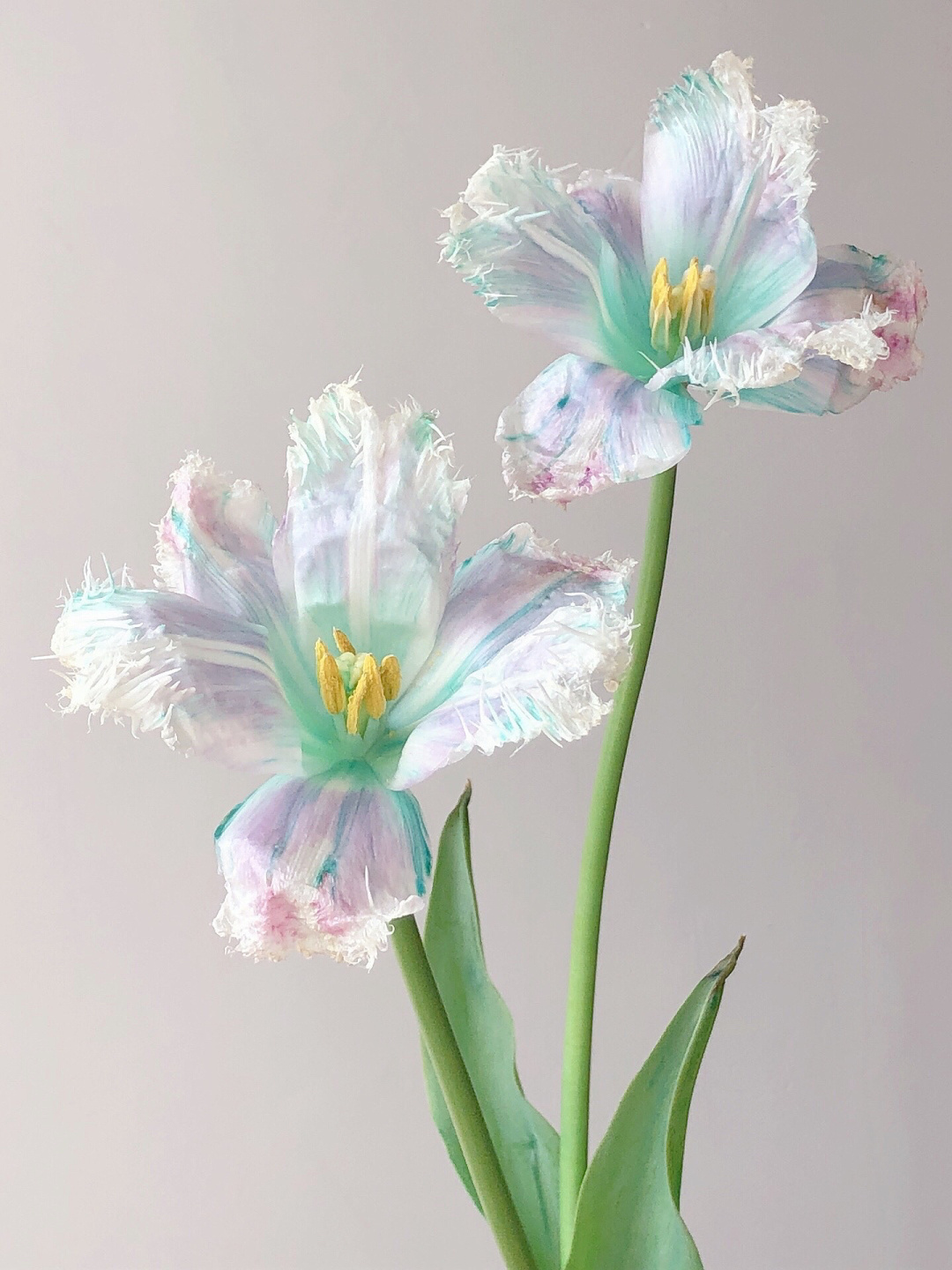 Aurora Tulip - Bonsai