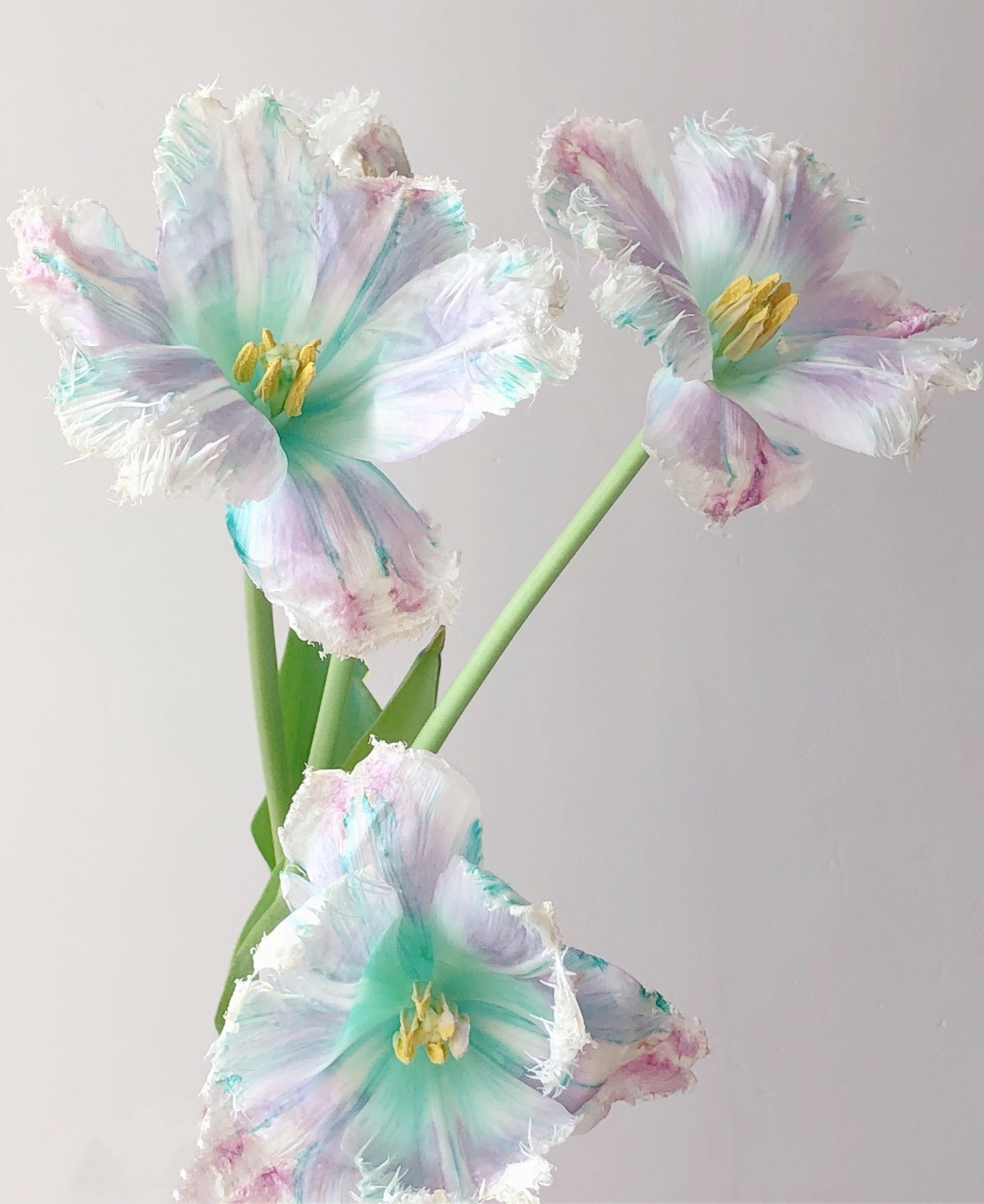 Aurora Tulip - Bonsai