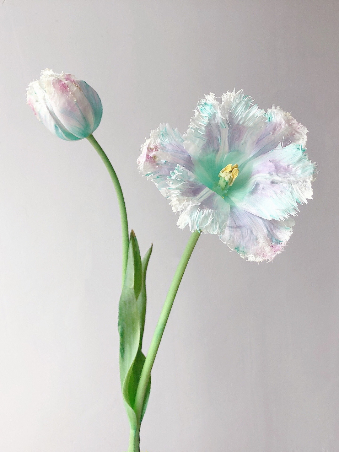 Aurora Tulip - Bonsai