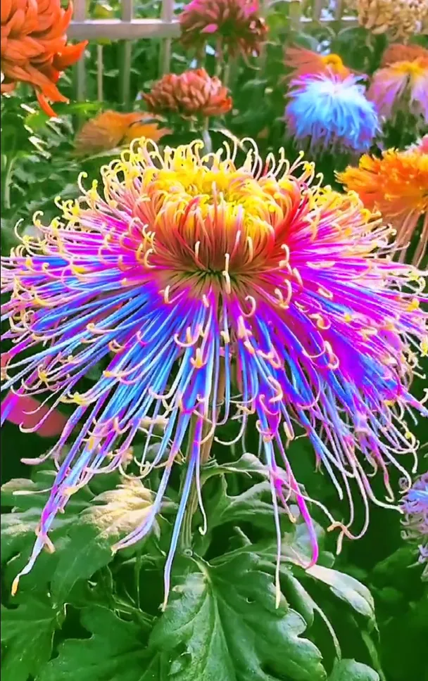 Mixed Spider Mums Flower Seeds-Over 20 Colors