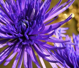 Mixed Spider Mums Flower Seeds-Over 20 Colors