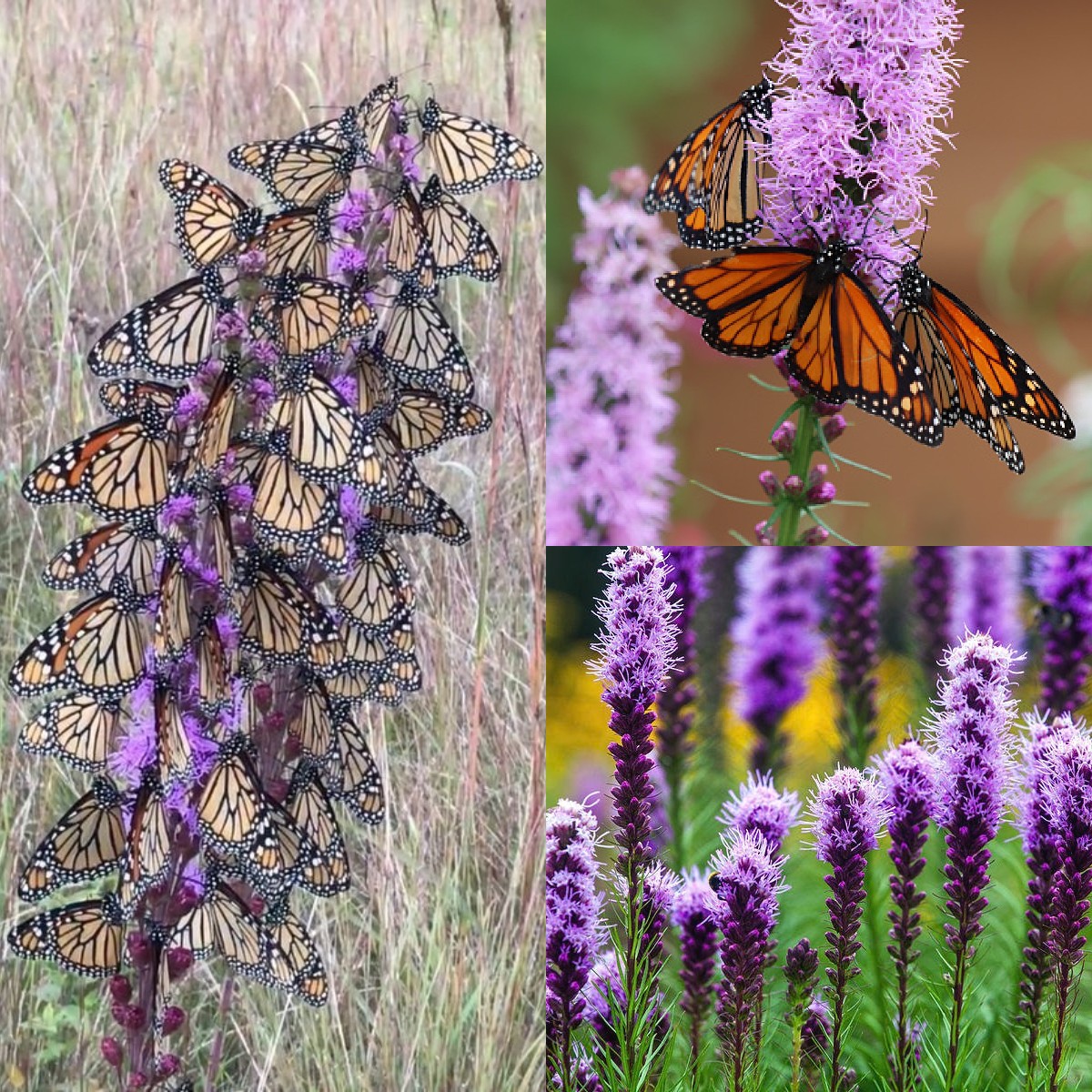 Prairie Blazing Star Seeds🦋