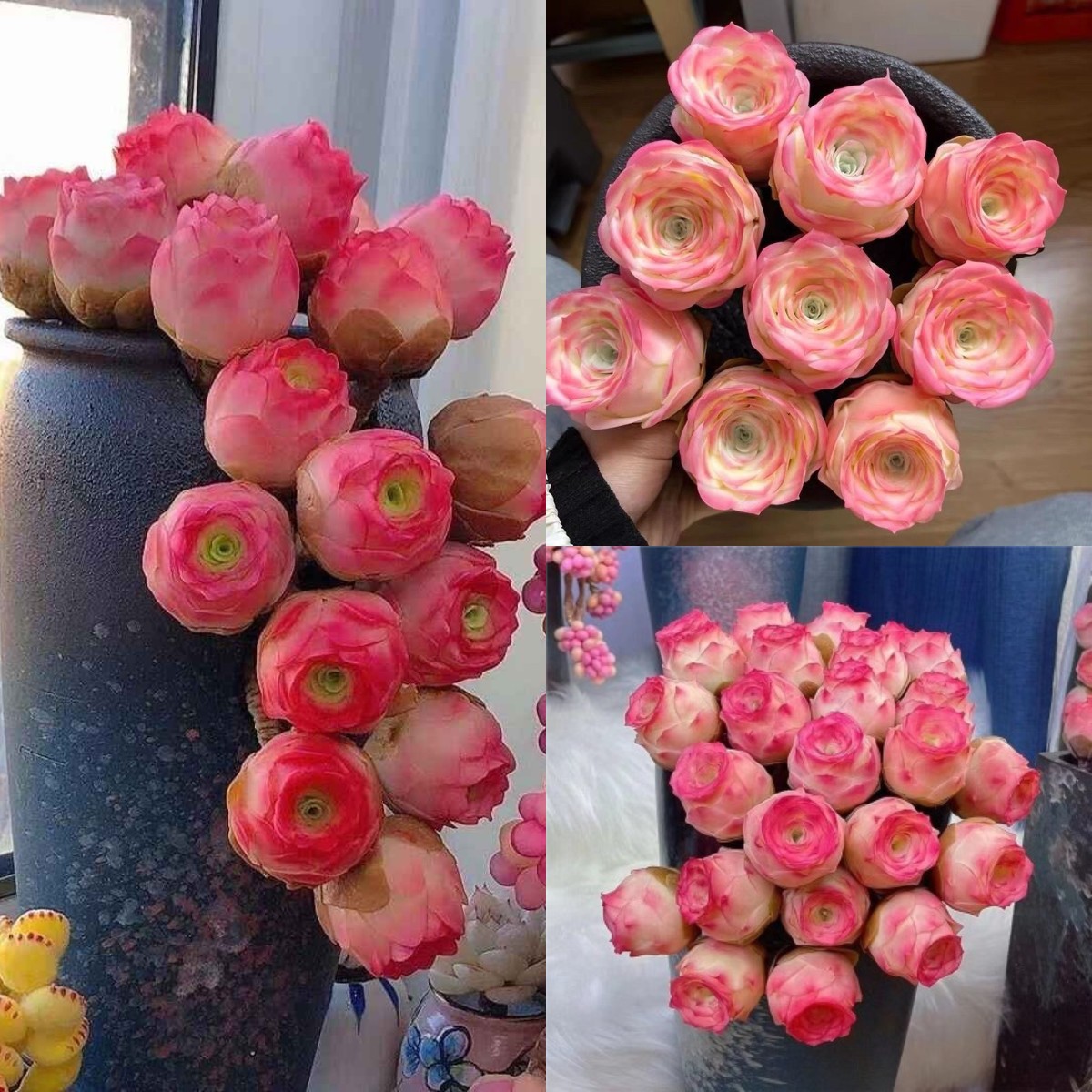 Pink Mountain Rose  Seeds