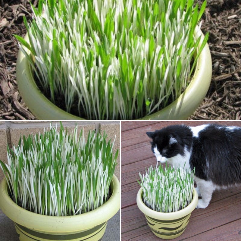 Hordeum Variegated Cat Grass Seed