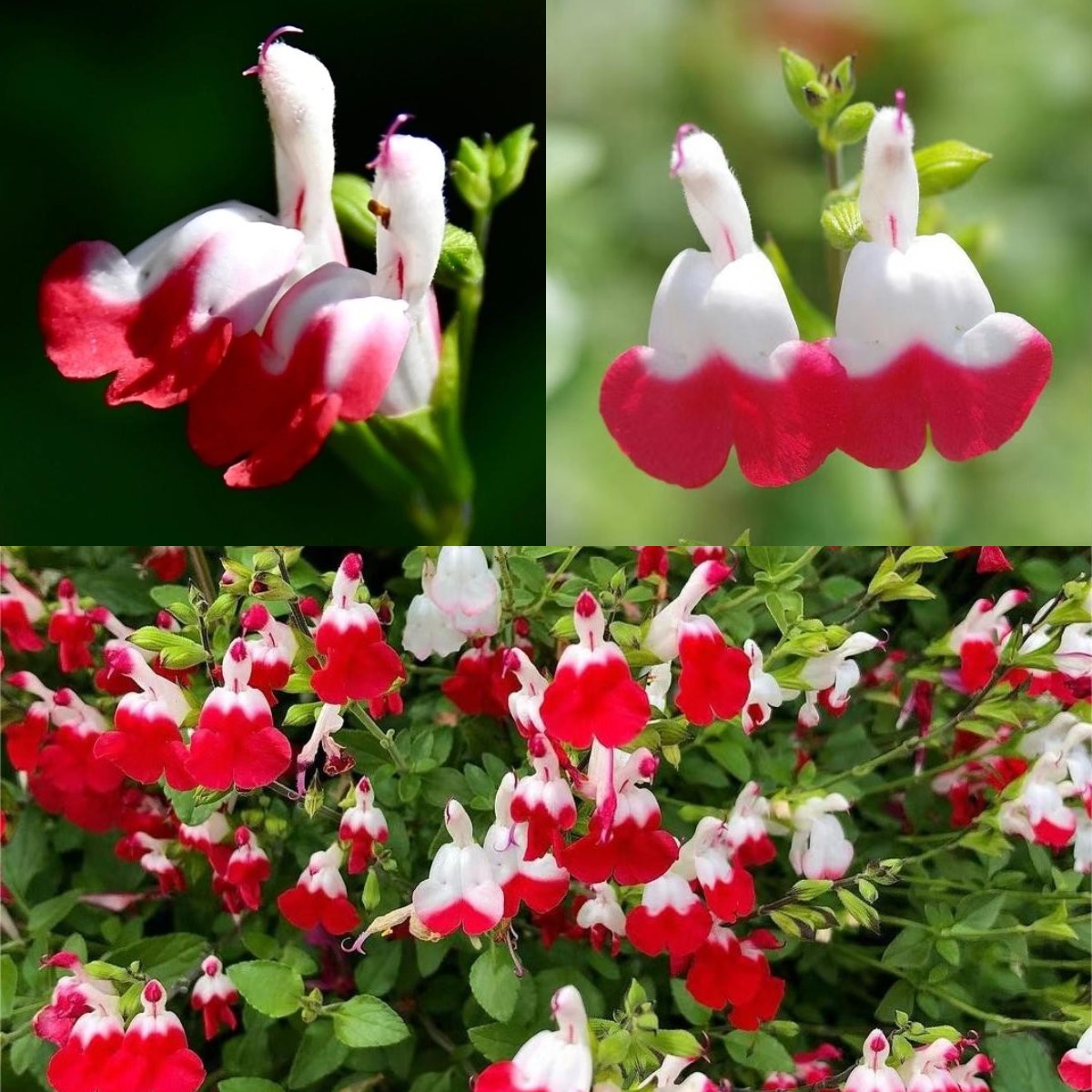 Cherry Lips Salvia "Hot Lips"