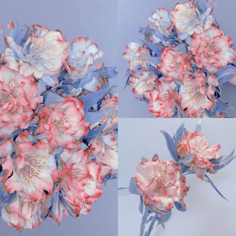Beauty of Double Alstroemeria Seeds from Colombia