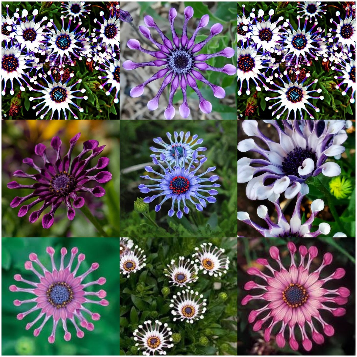 Osteospermum Mix Seeds ~ Spider ~ Daisy ~ Cool Flowers ~ Grow Your Own ~ Rare