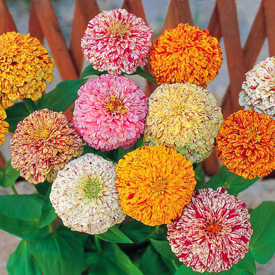 Zinnia Peppermint Stick Mix Seed