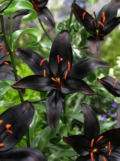 Black on sale lily flower