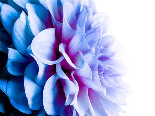 Blue Fireball Dahlia Seeds
