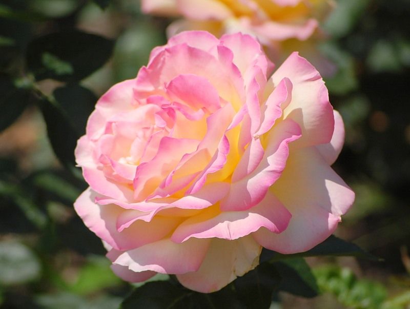  Peaceful Roses - The Messenger of Peace