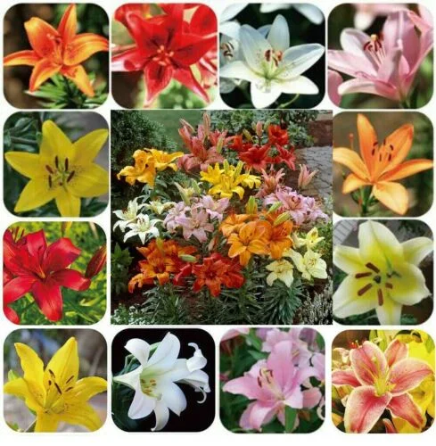 100 PCS Perfume Liliy Seeds Cheap Perfume Lilies Seeds Rare Color Flower Garden Plant