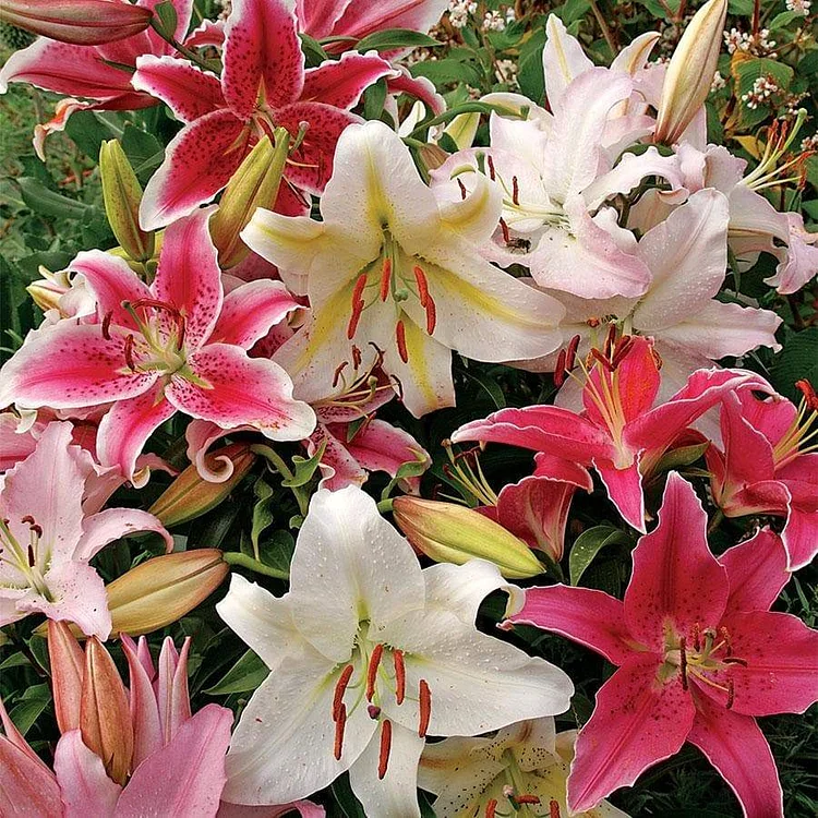 100 PCS Perfume Liliy Seeds Cheap Perfume Lilies Seeds Rare Color Flower Garden Plant
