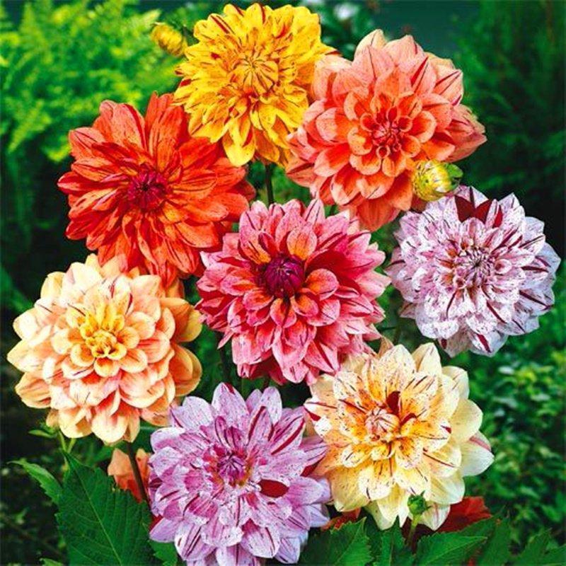 100Pcs Dahlia Bulb Flower Seeds Bonsai Flower Bulbs