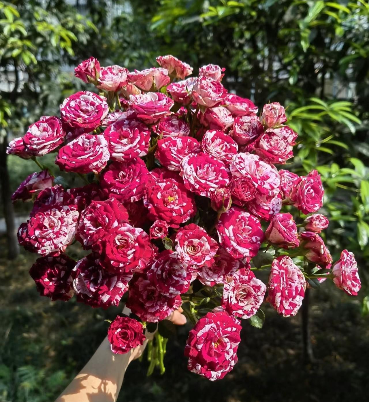 Love Bubbles Rose -Twin Pink and Red 