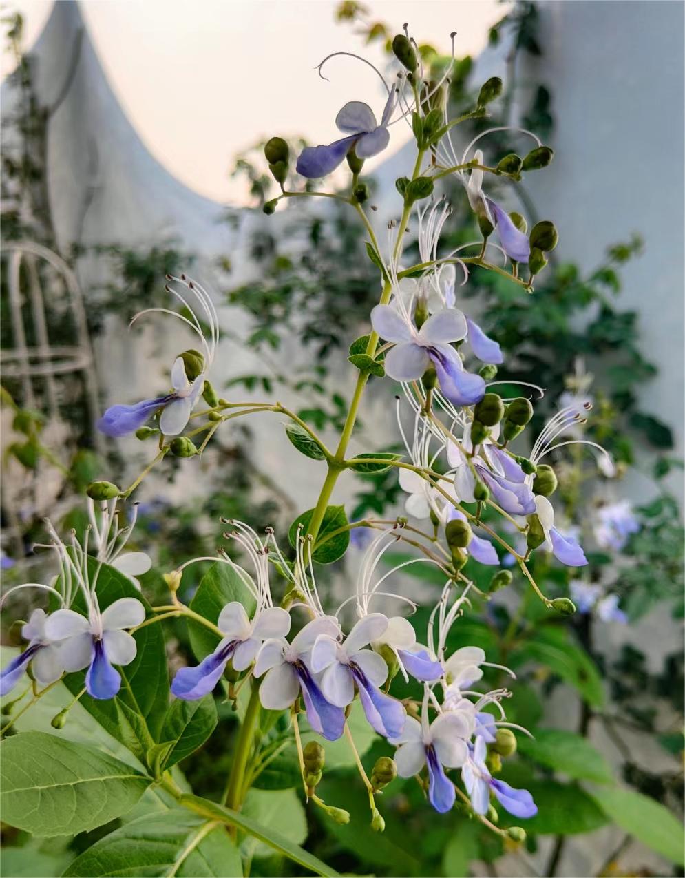  Blue Butterfly Flower 💙Easy