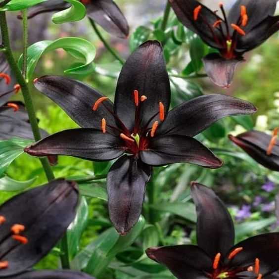 Black Lily