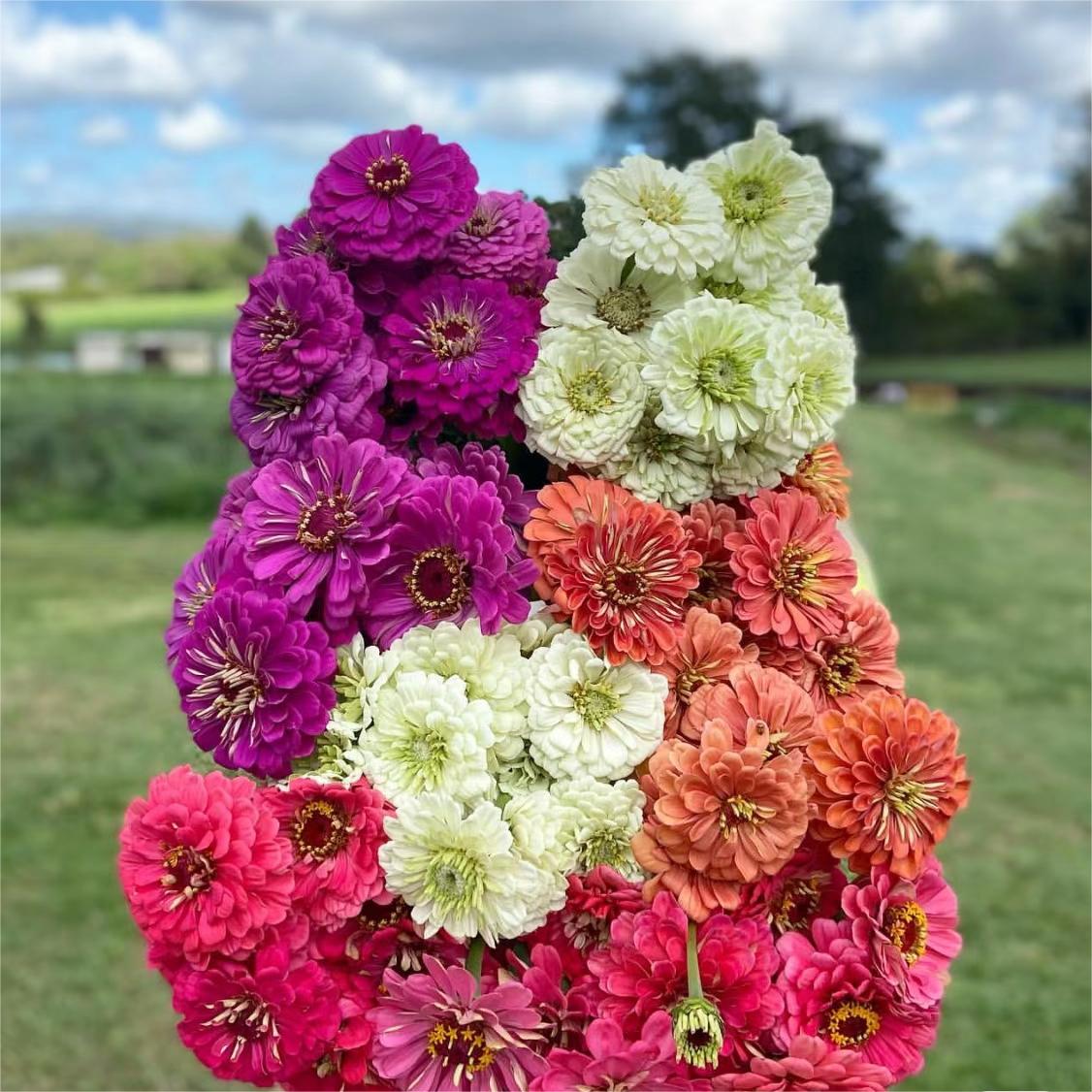 Mixed Color Zinnias Flower Seeds