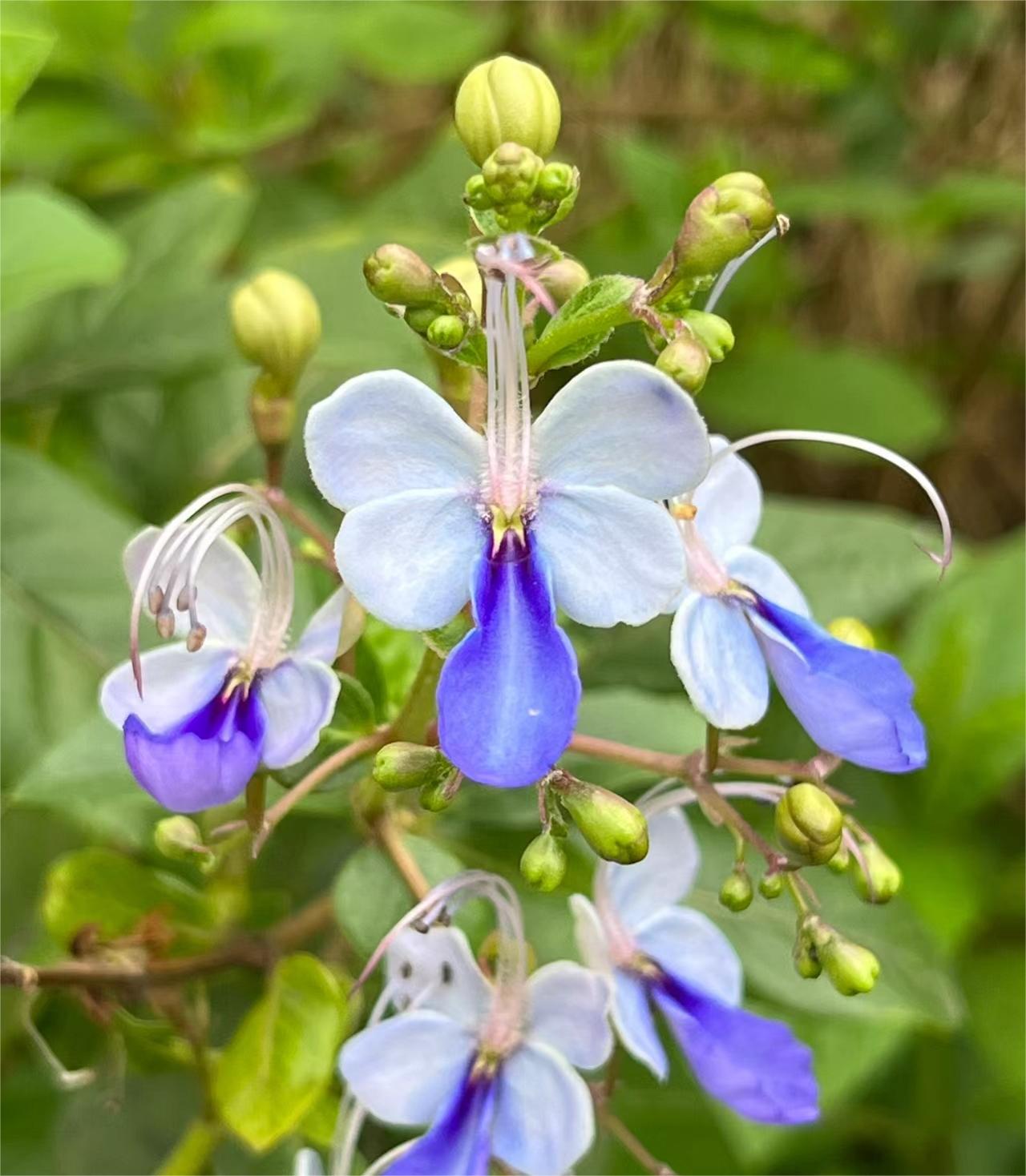  Blue Butterfly Flower 💙Easy