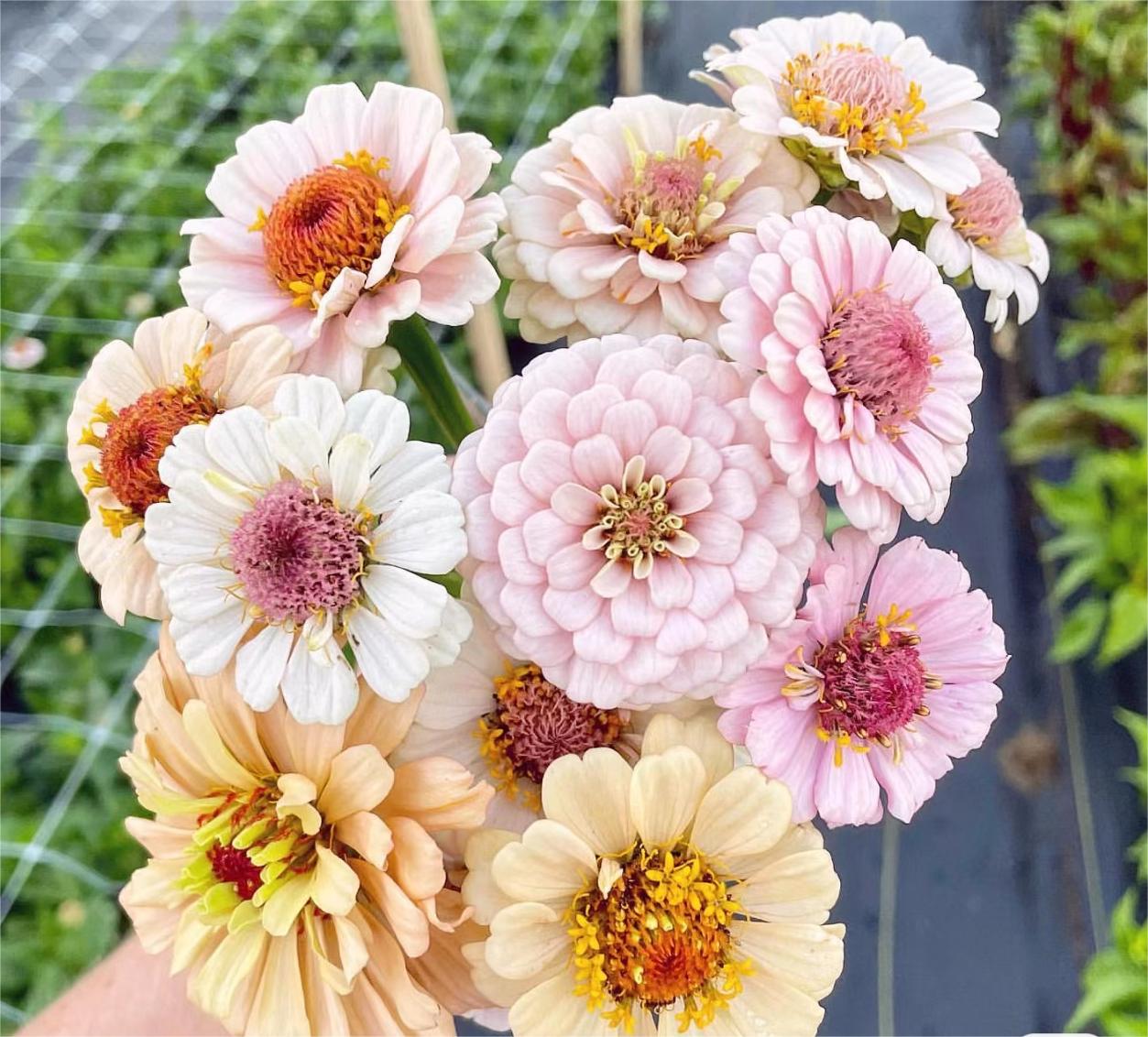 Mixed Color Zinnias Flower Seeds