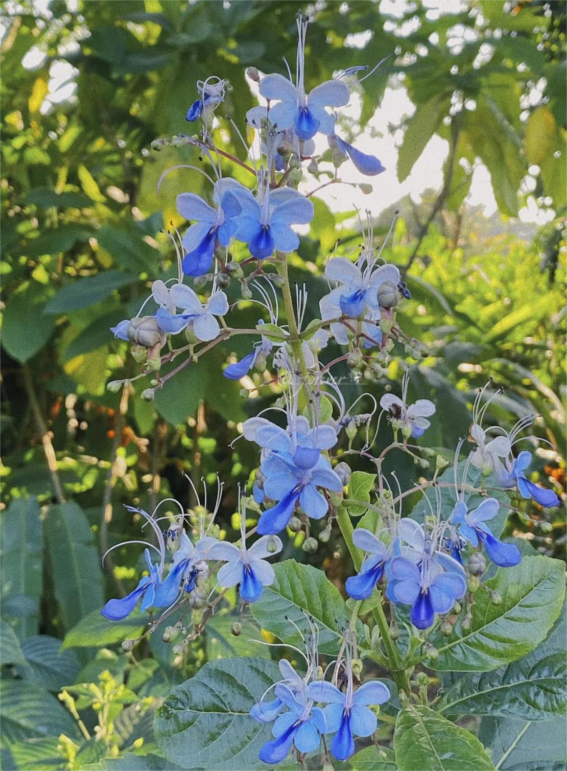  Blue Butterfly Flower 💙Easy