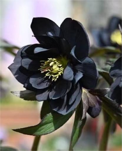 Black Helleborus - Christmas rose