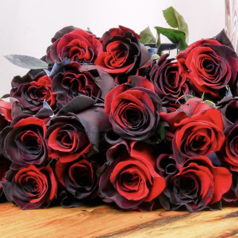 Twin Red Black Rose