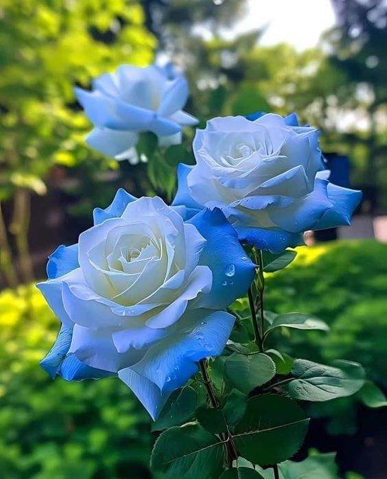 Broken Ice Blue Rose Seeds