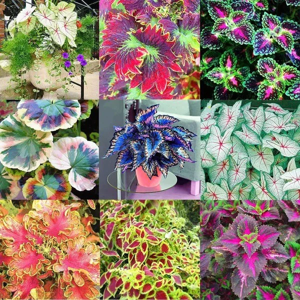 50pcs/Bag Coleus Bonsai Flower Leaf Plants Rainbow Dragon Seeds Garden