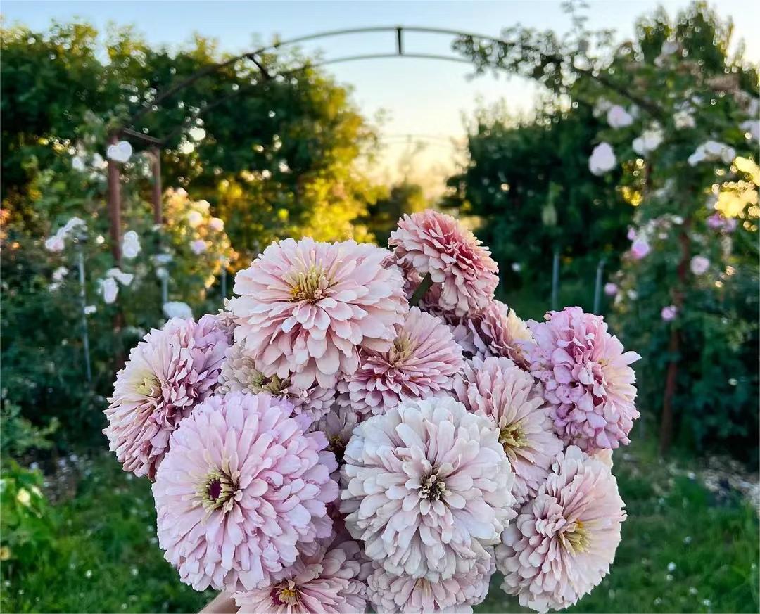 Mixed Color Zinnias Flower Seeds